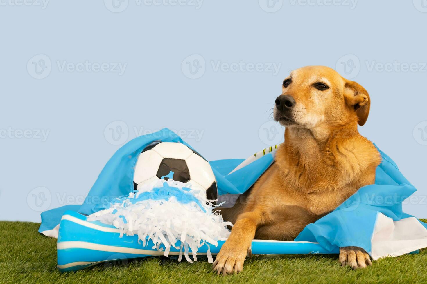 cachorro com festa favores com a cores do Argentina foto