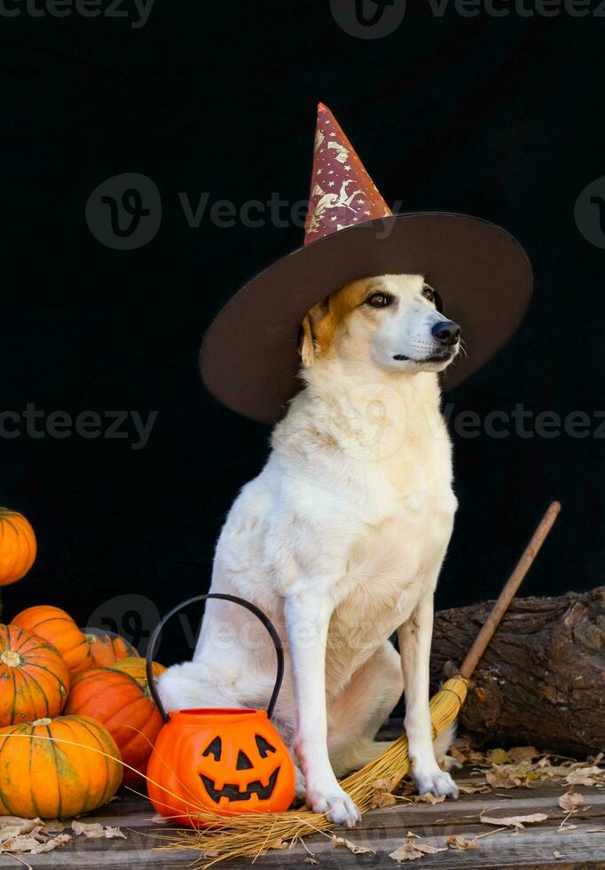 cachorro vestido para dia das Bruxas com bruxa chapéu foto