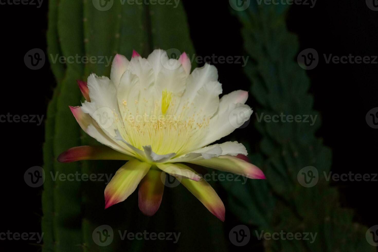 a flor branca do cactus cereus florescendo à noite foto