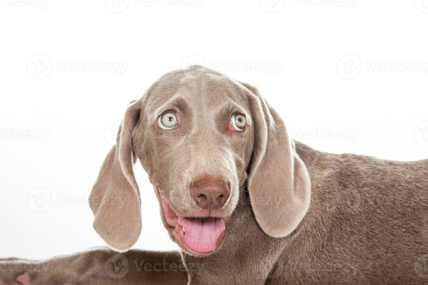 lindo verde olhos weimaraner cachorro isolado em branco fundo. foto