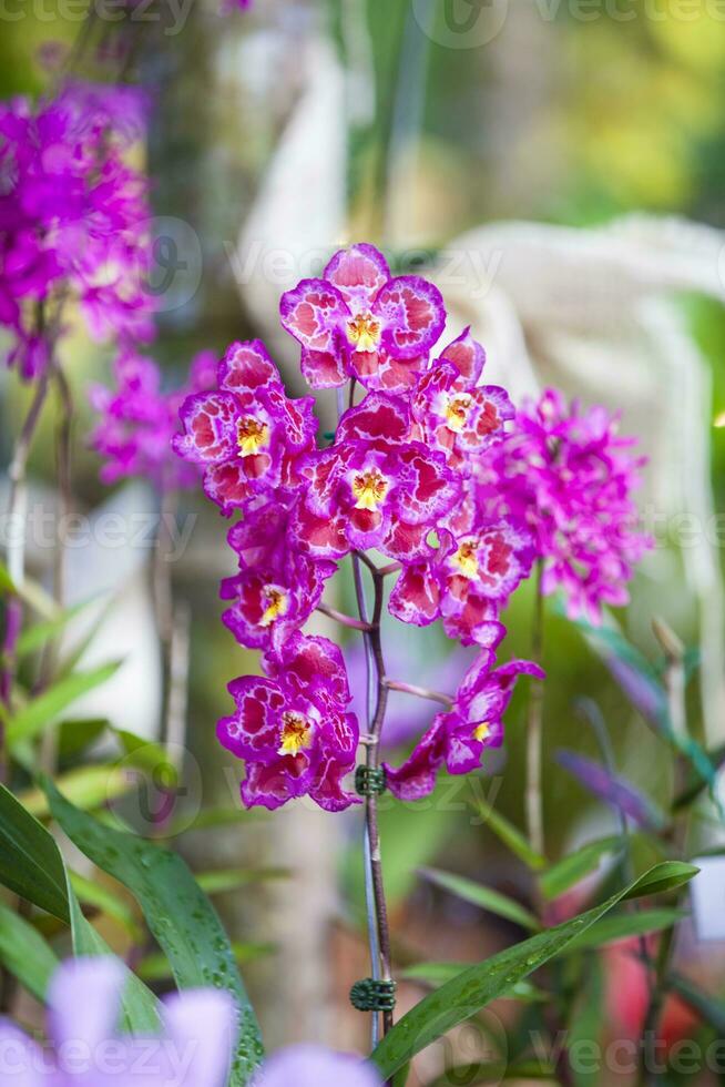 fechar-se do 1 do a lindo colombiano orquídeas. a flores festival a partir de Medellín dentro Colômbia foto