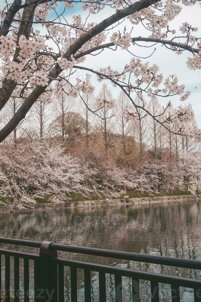 lindo Rosa sakura cereja Flor flores florescendo dentro a jardim dentro Primavera foto