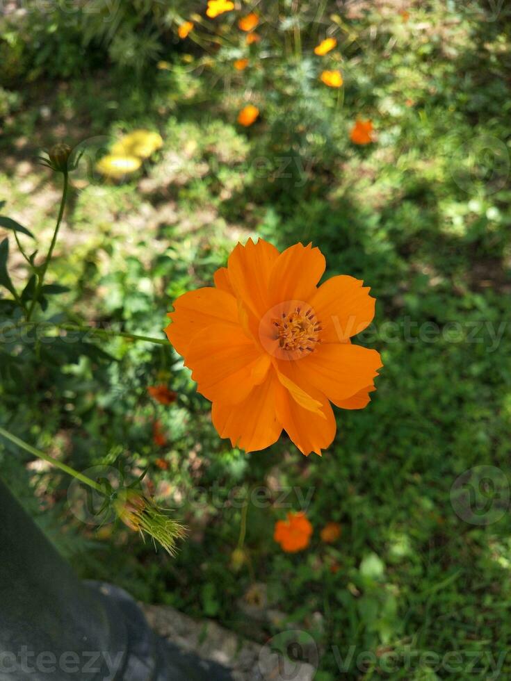 flor dentro a jardim em ensolarado dia. seletivo foco. botânico tiro foto