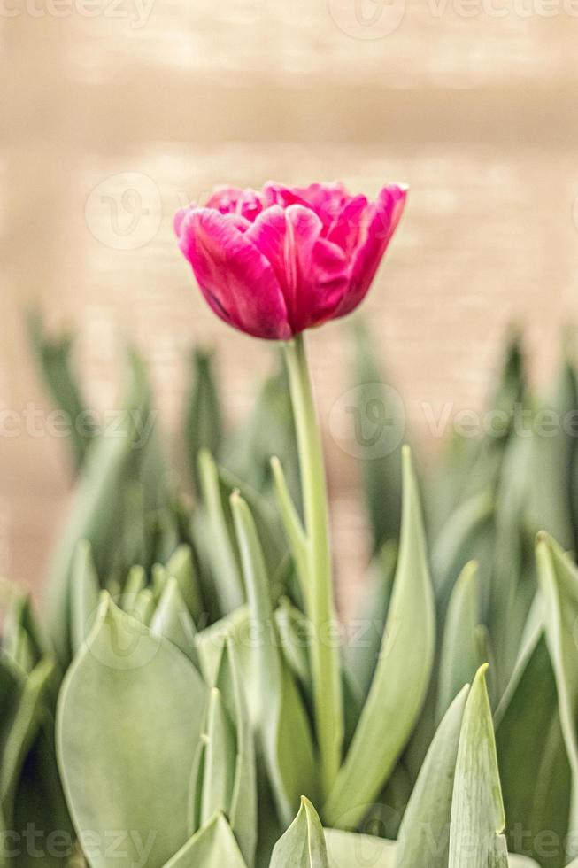 tulipa rosa em um canteiro de flores no jardim foto