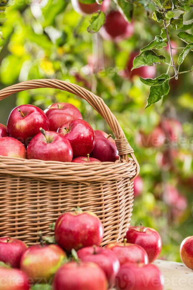 fresco maduro vermelho maçãs dentro de madeira cesta em jardim mesa foto