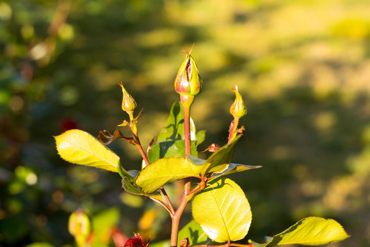 flores e plantas verdes intensas da primavera. foto