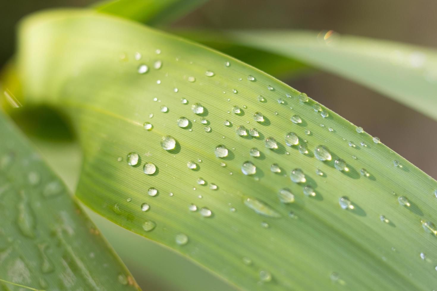 gotas de orvalho em uma folha foto