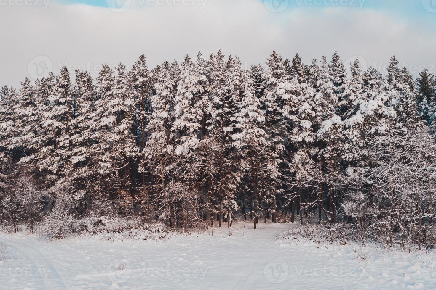 lindo pinheiro, paisagem pitoresca de inverno, vista aérea. foto