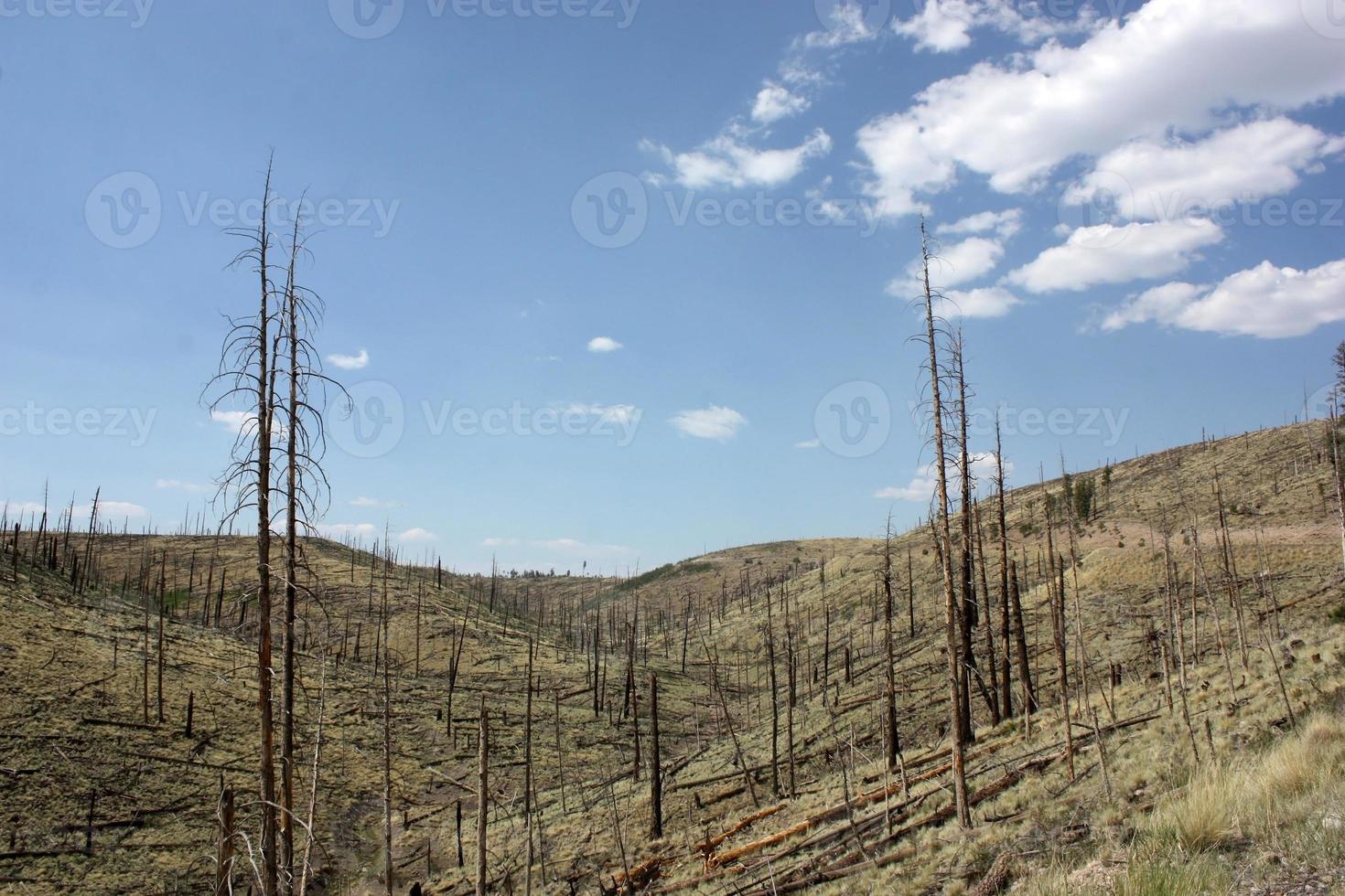 árvores jovens recuperando área de incêndio florestal na floresta nacional de gila foto