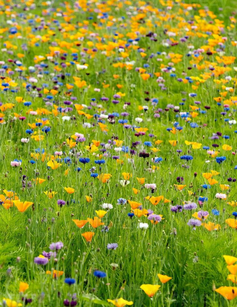 Primavera e verão flor com misturado selvagem Prado. milho flores ciano segetum, verde grama, amarelo papoula Papaver Rhoeas crescendo com luz solar dentro Inglês jardim, lindo natureza para bandeira foto