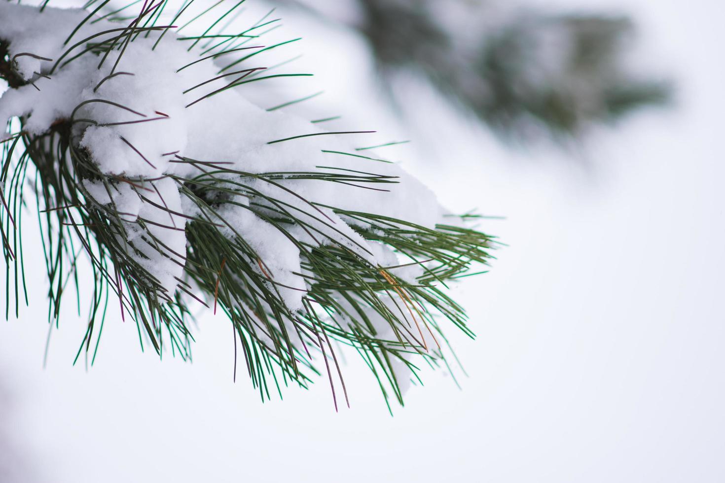 brunch de agulhas de pinheiro coberto de neve foto