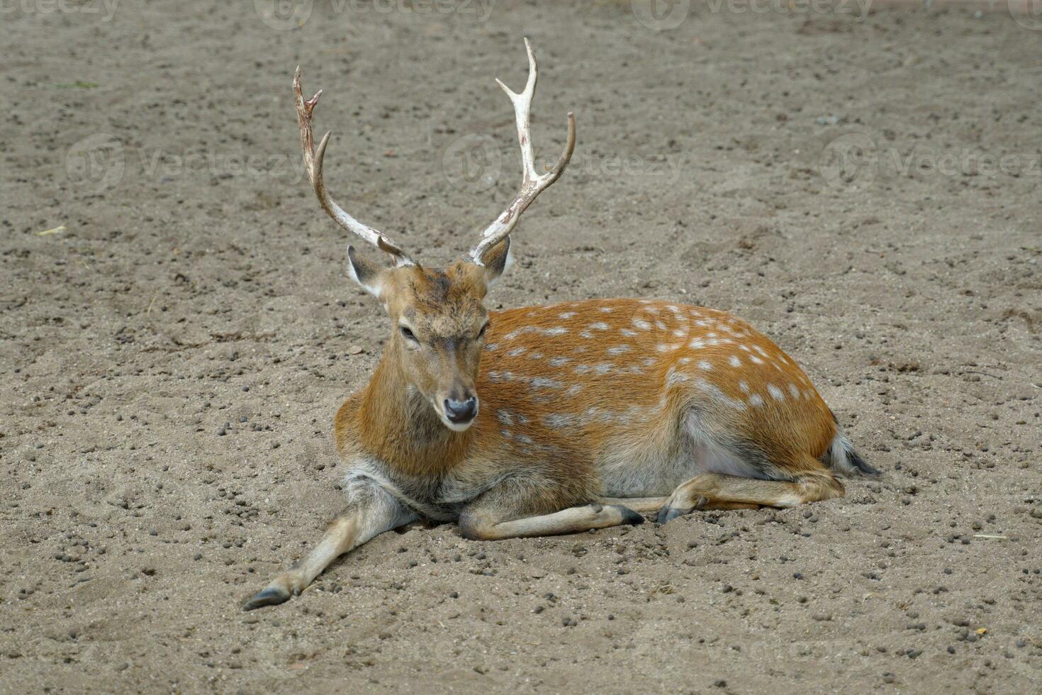 sika veado dentro a jardim zoológico. isto é a animal com acastanhado amarelo pelagem. a corpo tem branco pontos, machos estão maior que fêmeas. masculino só chifres. foto