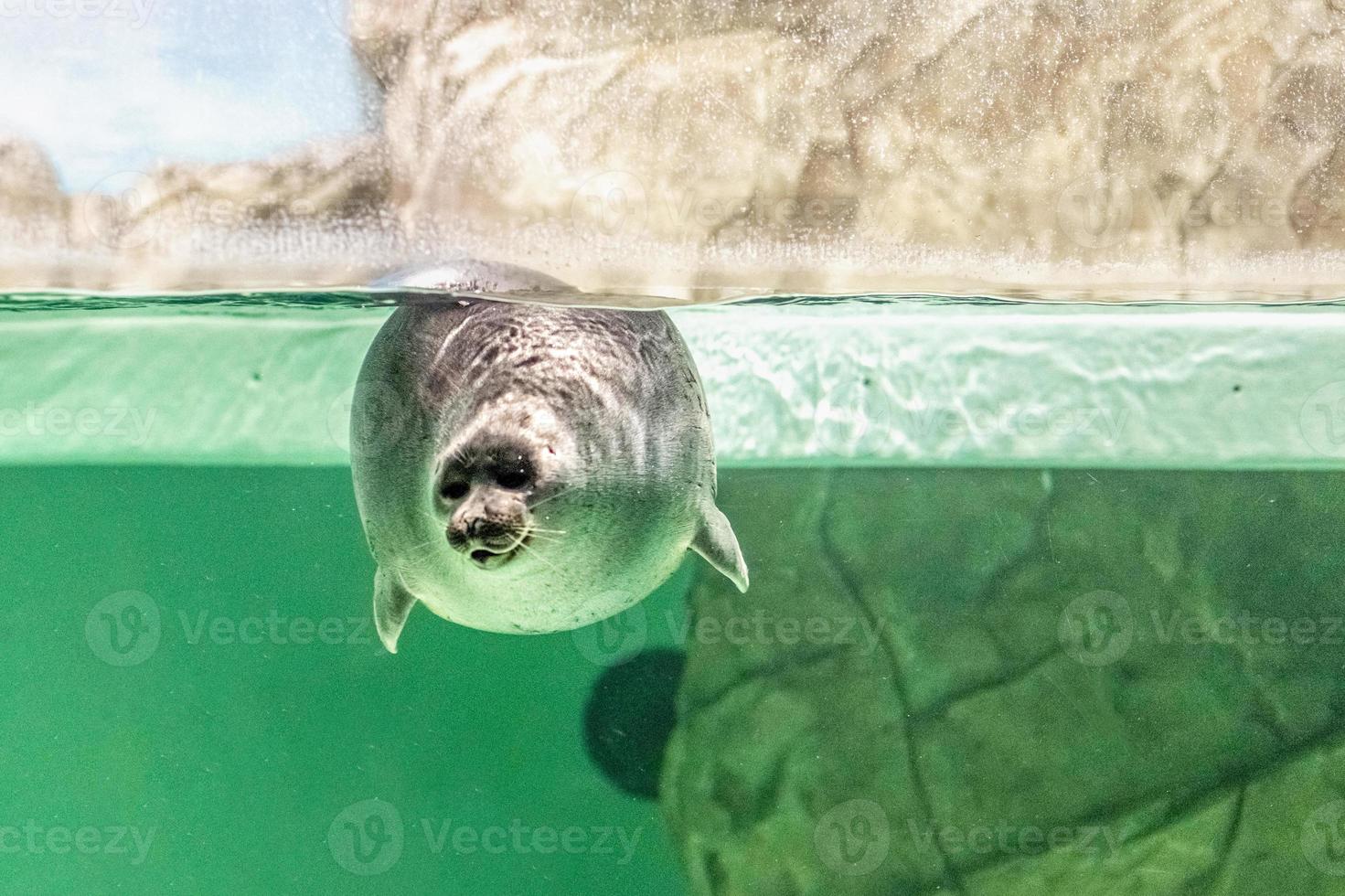 a foca do baikal nada debaixo d'água foto