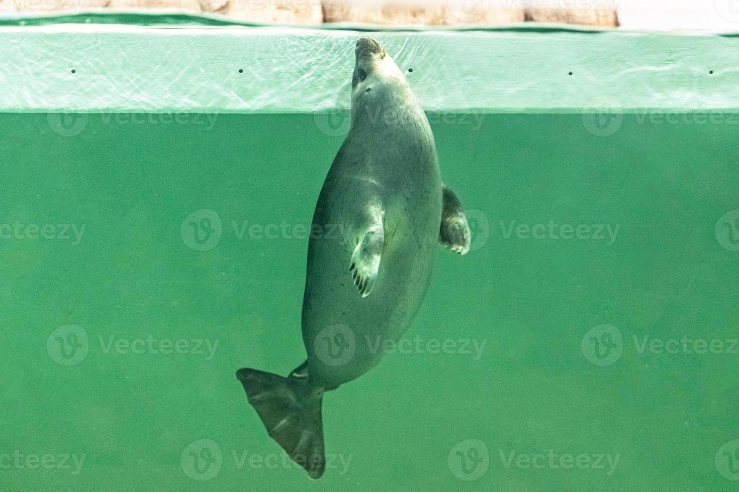 a foca do baikal nada debaixo d'água foto