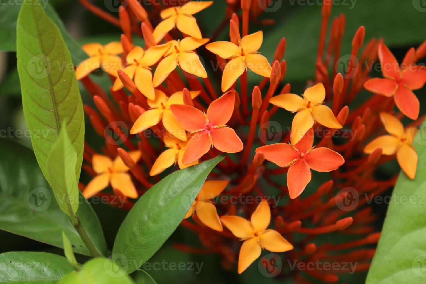 flor ixora vermelha e amarela foto