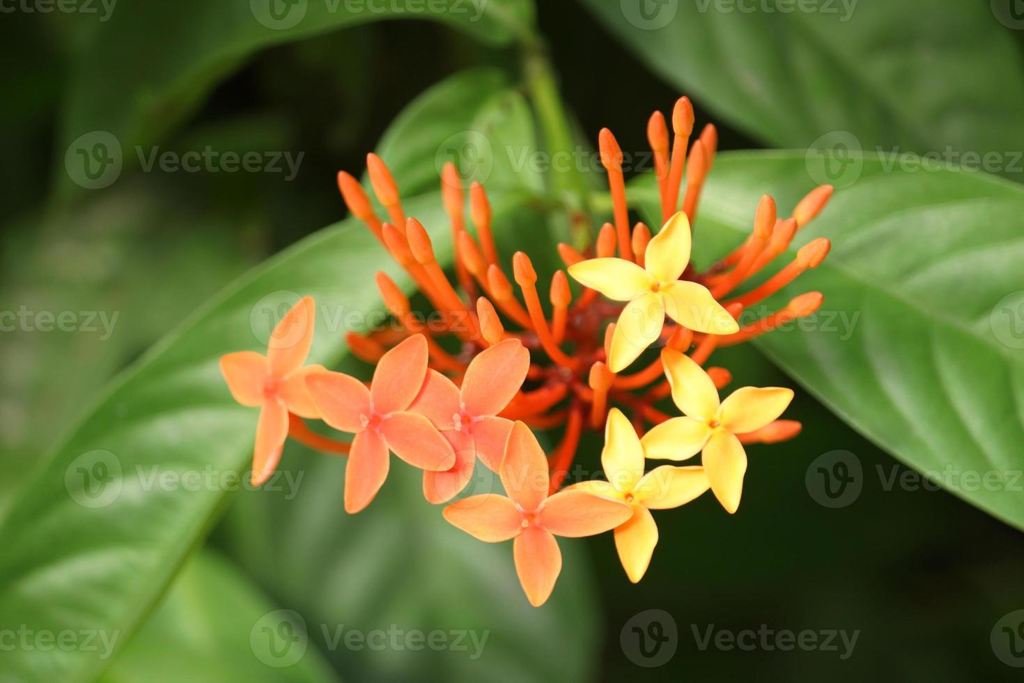 flor ixora vermelha foto