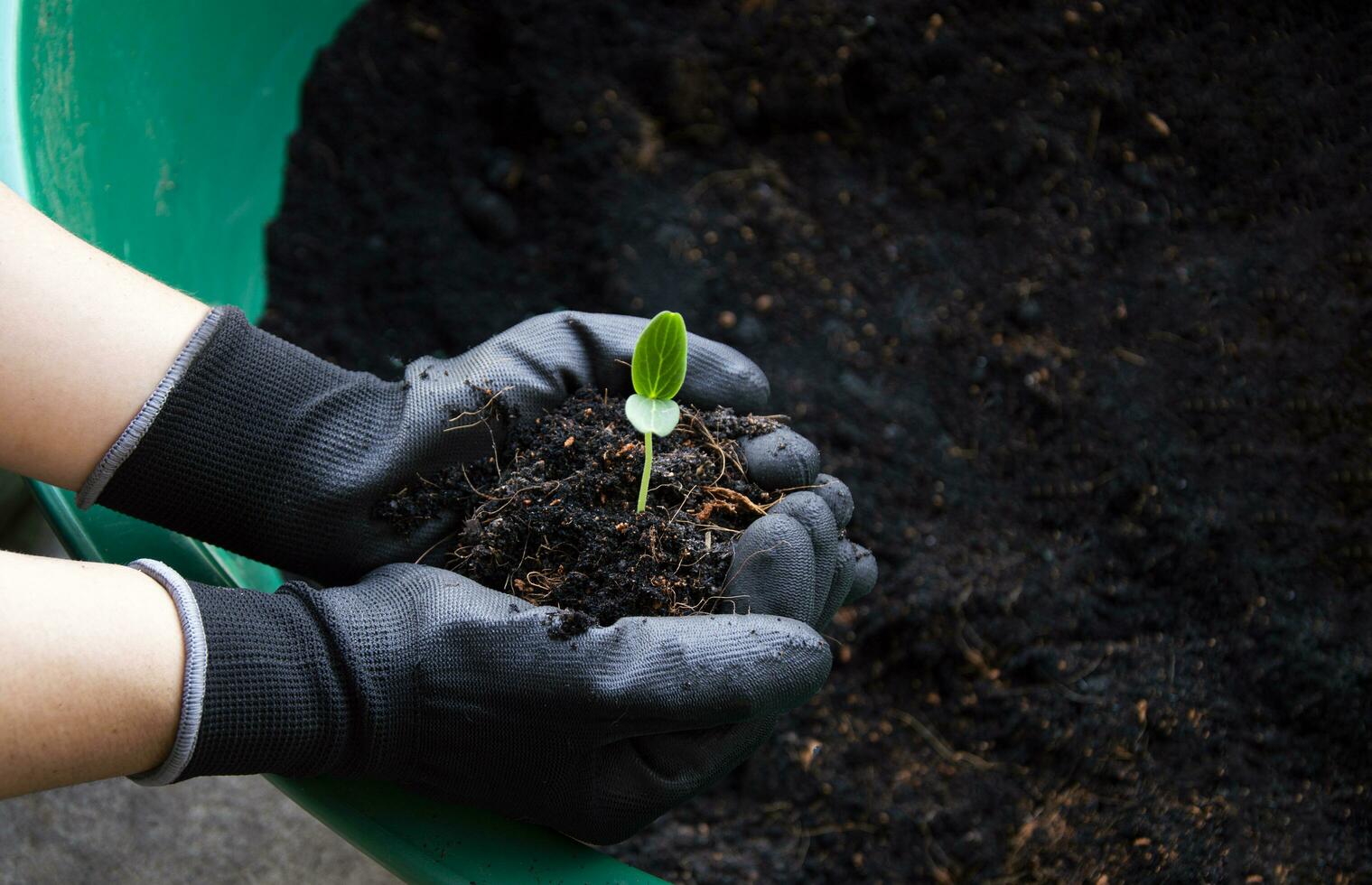 mudas este agricultores aguarde dentro seus mãos Forte mudas pronto para plantar foto