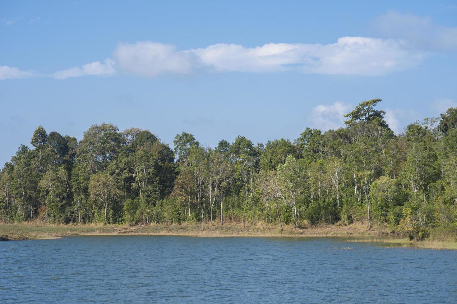 bela vista da floresta com lago contra o céu azul foto