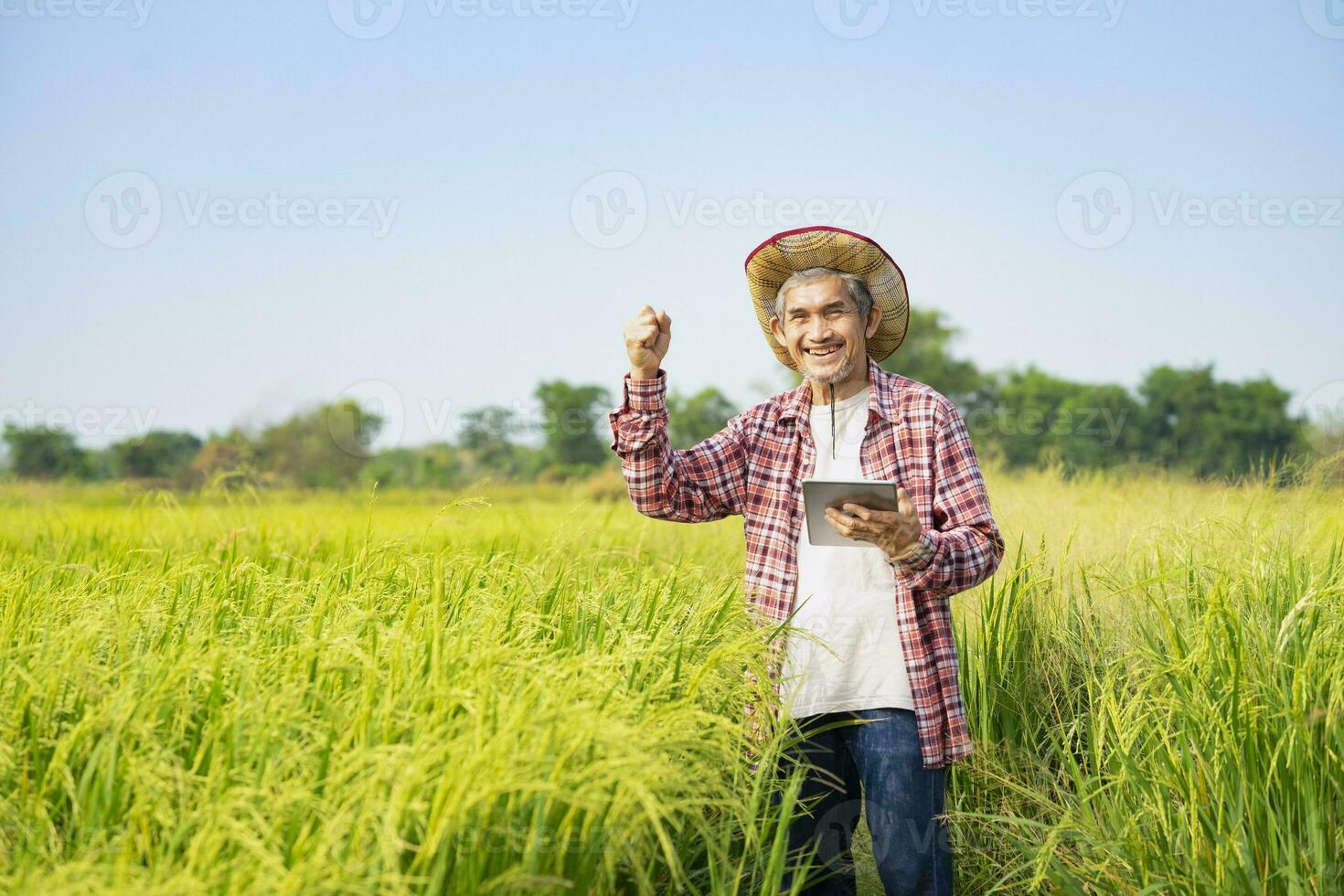 feliz ásia Senior inteligente agricultor em pé dentro arroz campo, 1 mão segurando tábua computador e de outros mão fazendo mão punho para a sucesso do usando tecnologia dentro arroz plantio foto