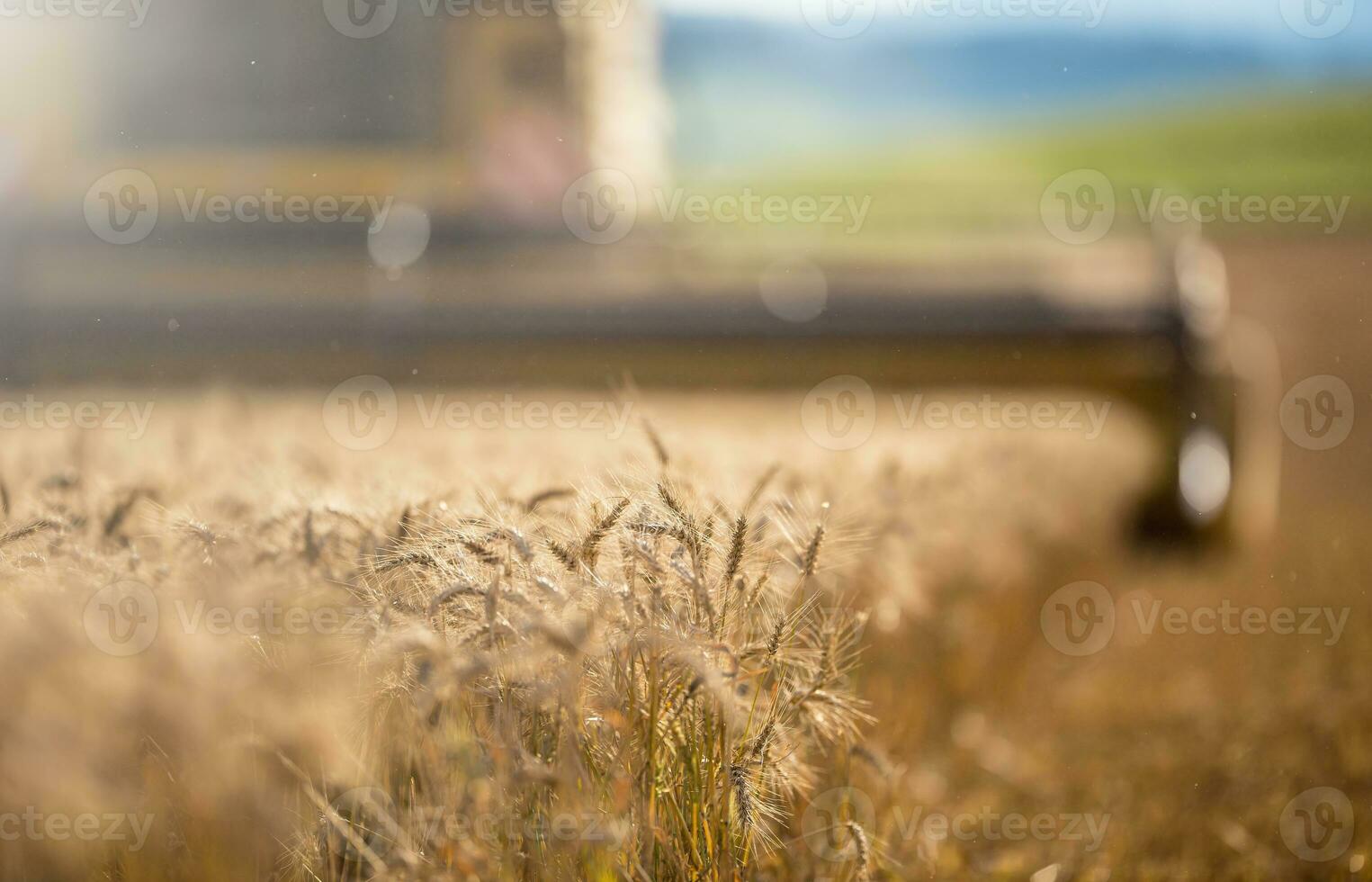 combinar colheitadeira dentro trabalhos em trigo campo foto