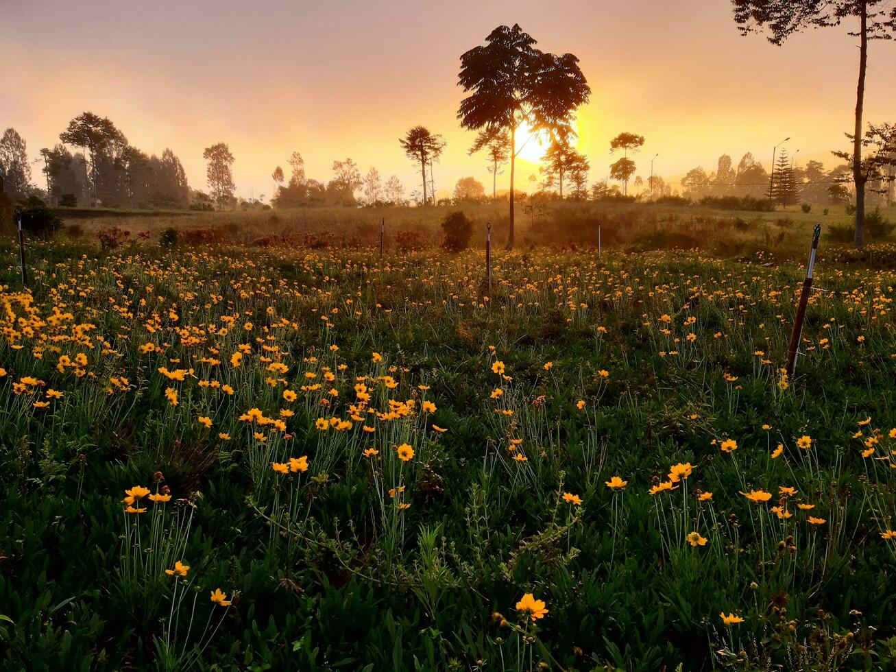 tirar o fôlego beleza do uma nascer do sol dentro a Planalto do Java foto