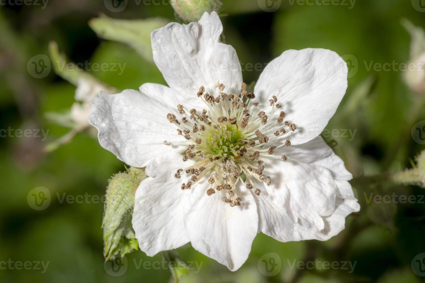 foto detalhada de uma flor de amora-preta ao sol