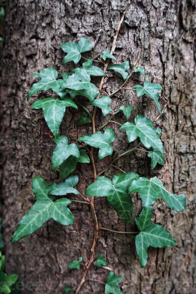 tronco de árvore e folhas verdes foto