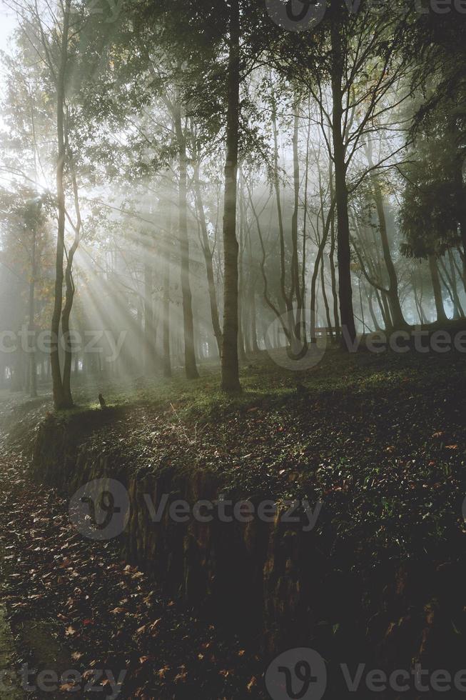 manhã nevoenta de primavera na floresta foto