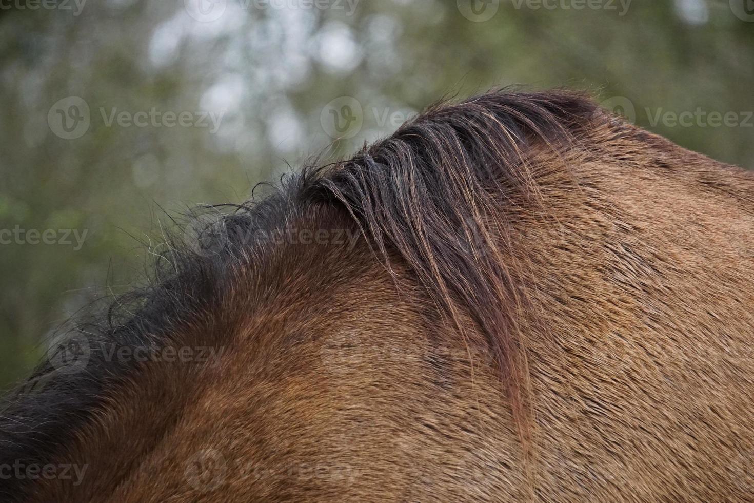 lindo retrato de cavalo marrom no prado foto