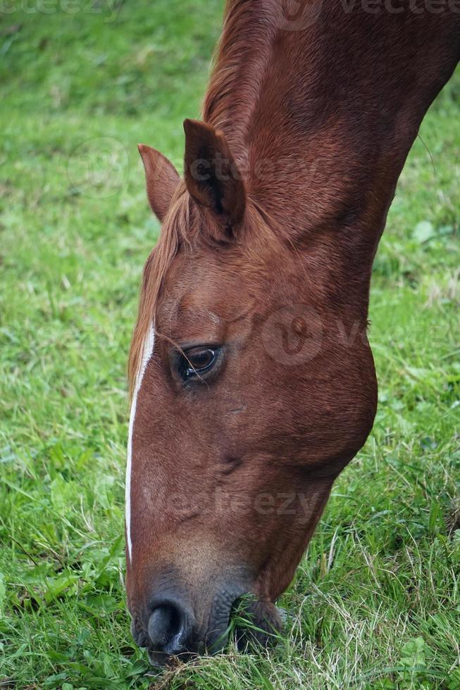 lindo retrato de cavalo marrom no prado foto