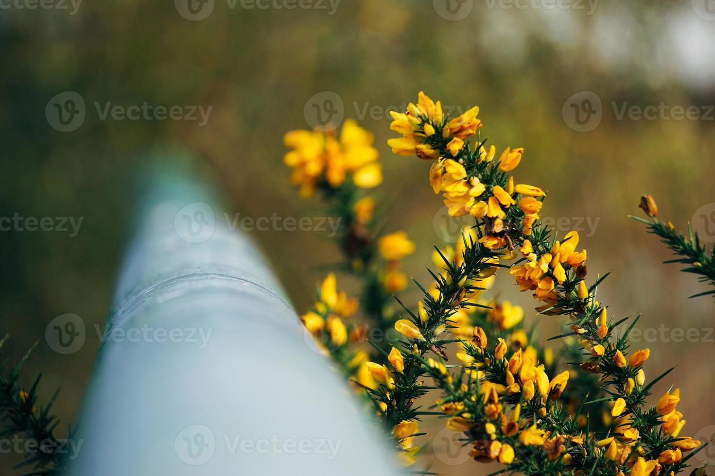 lindas flores amarelas na primavera foto