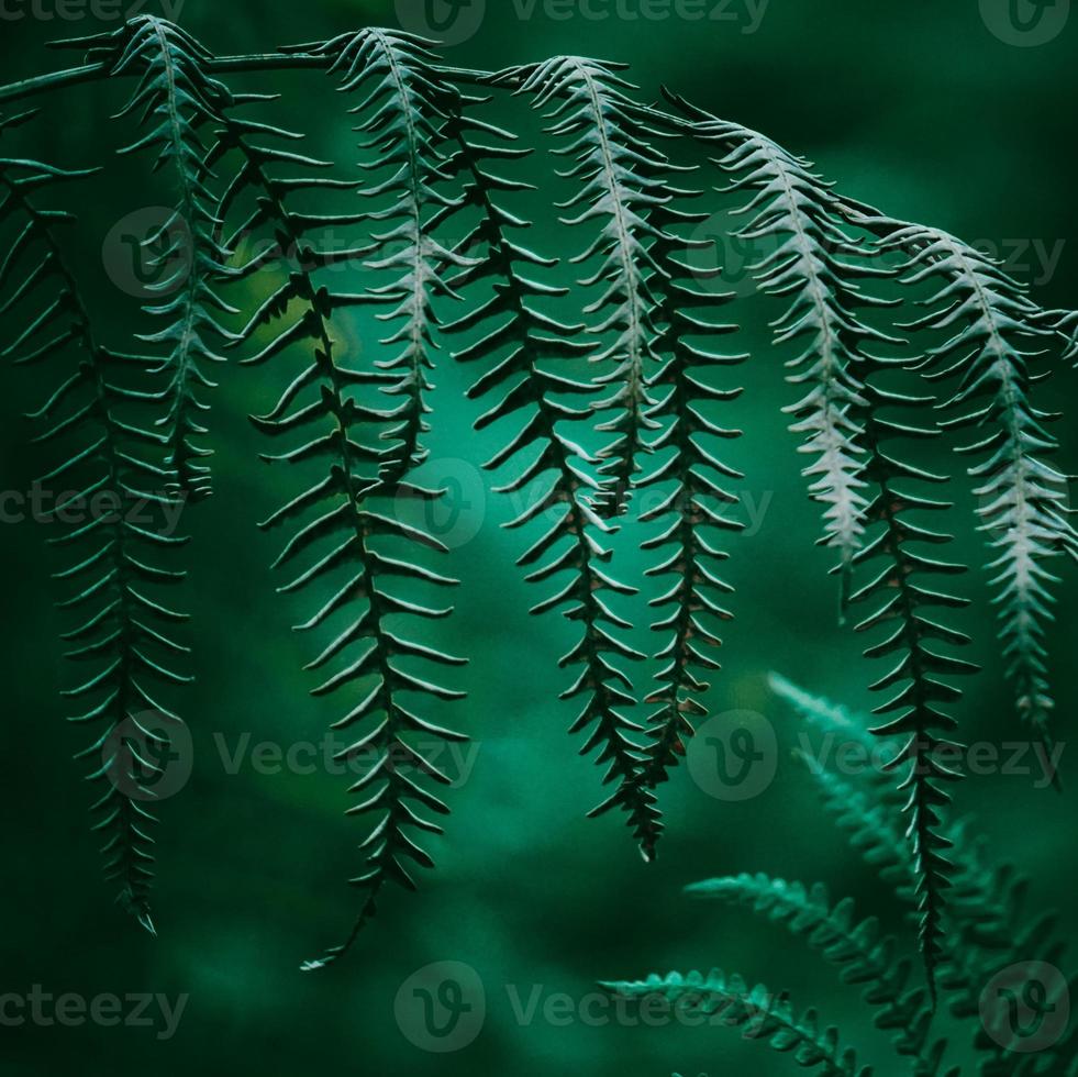 folhas verdes de samambaia na primavera foto