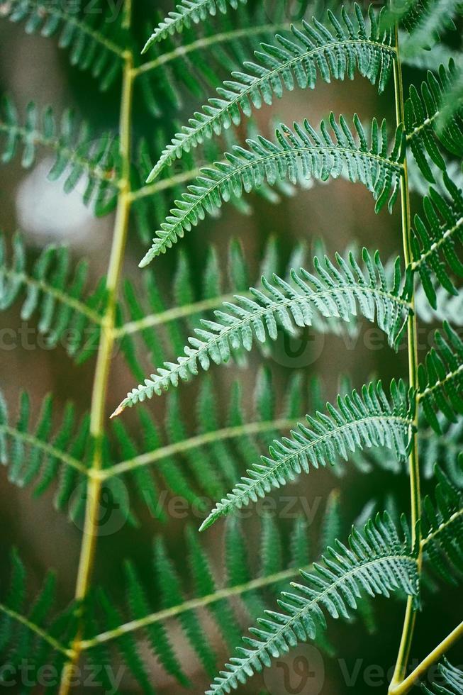 folhas verdes de samambaia na primavera foto