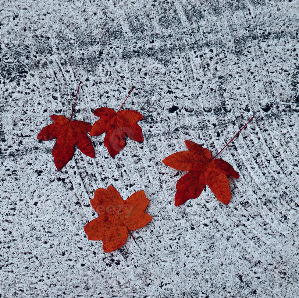 folha de árvore seca vermelha na temporada de outono foto