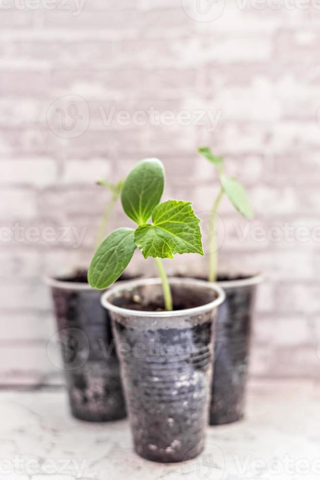 cultivando mudas de pepino em xícaras foto