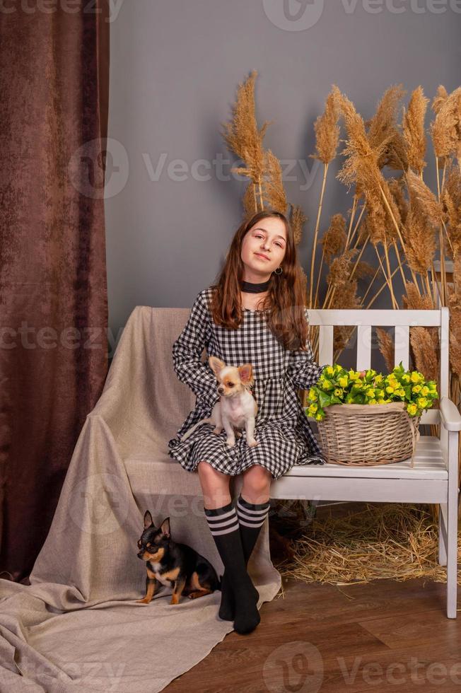 adolescente com animais de estimação, cães brancos e pretos. menina e dois cachorros chihuahua dentro de casa. foto