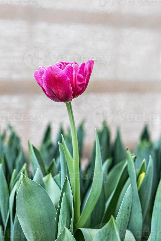 tulipa rosa em um canteiro de flores no jardim foto