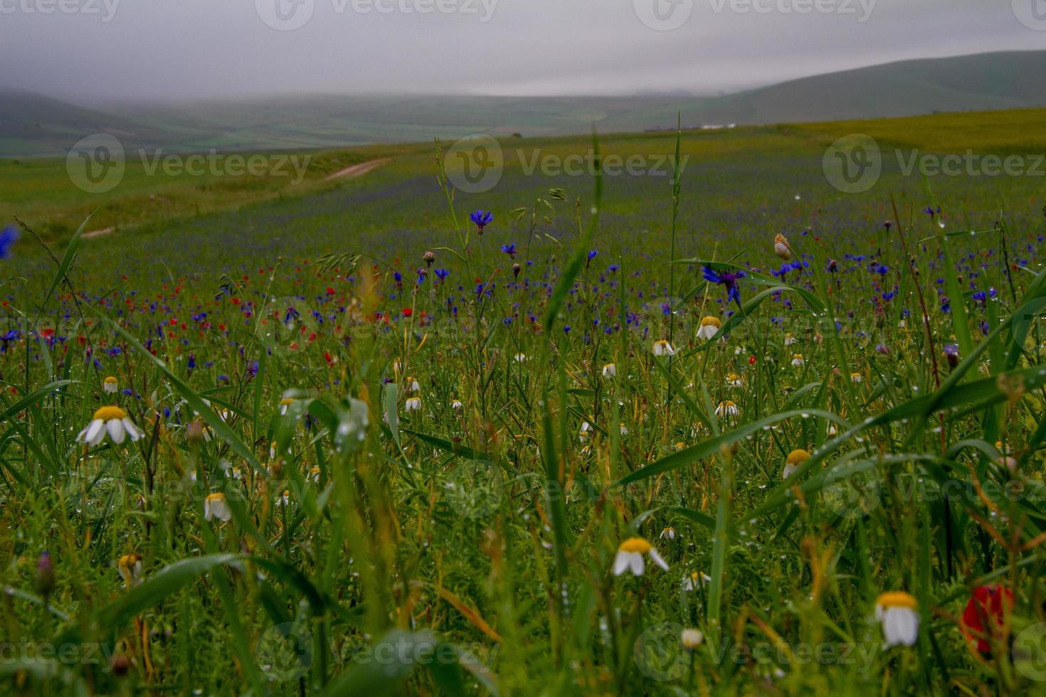 castelluccio di norcia e sua natureza florida foto