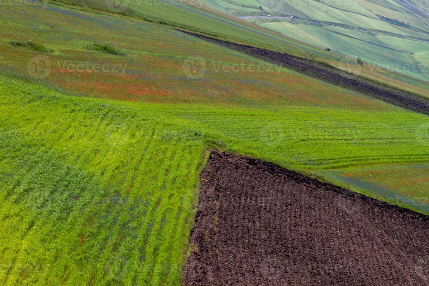 castelluccio di norcia e sua natureza florida foto