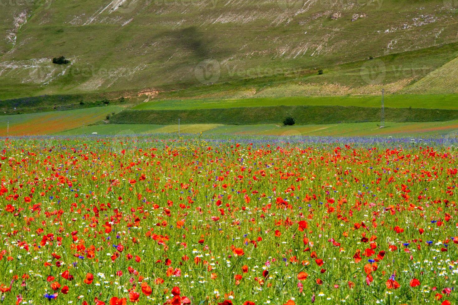 castelluccio di norcia e sua natureza florida foto