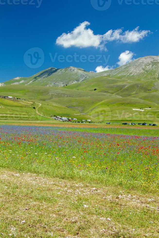 castelluccio di norcia e sua natureza florida foto