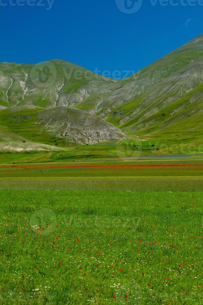 castelluccio di norcia e sua natureza florida foto