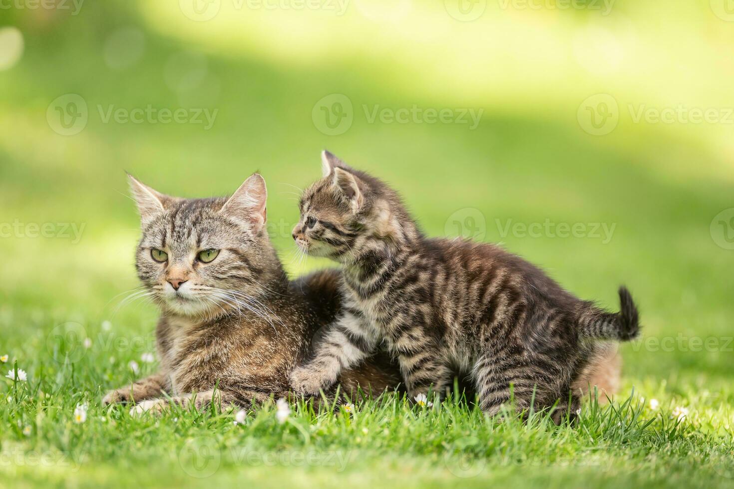 uma pequeno malhado gatinho interrompendo dela mãe gato dentro a jardim foto