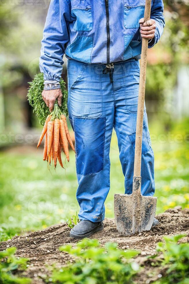 uma agricultor detém dentro dele mãos recentemente amadurecido cenouras dentro a jardim foto