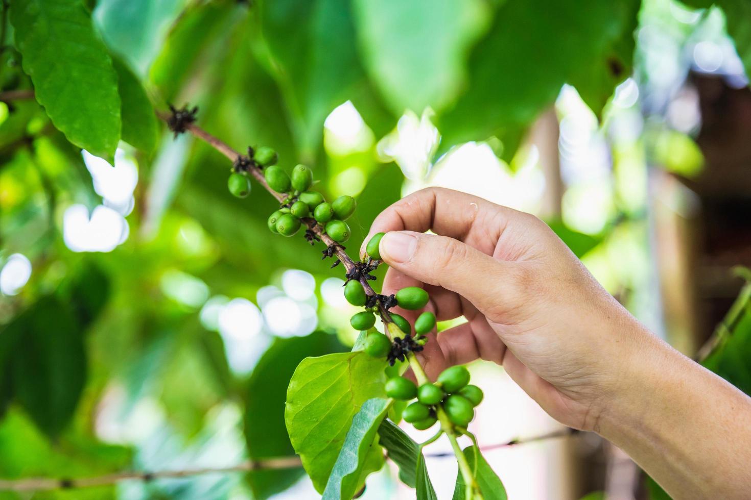 grãos de café verdes frescos por mãos de agricultores foto