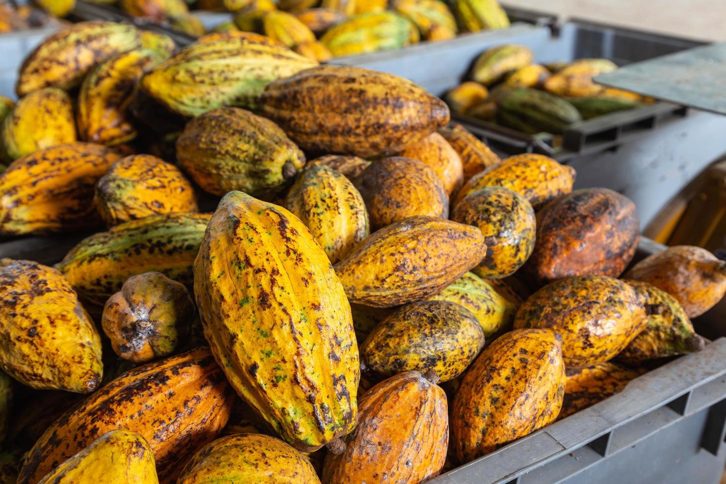 cacau e cápsulas de cacau em caixas para venda foto