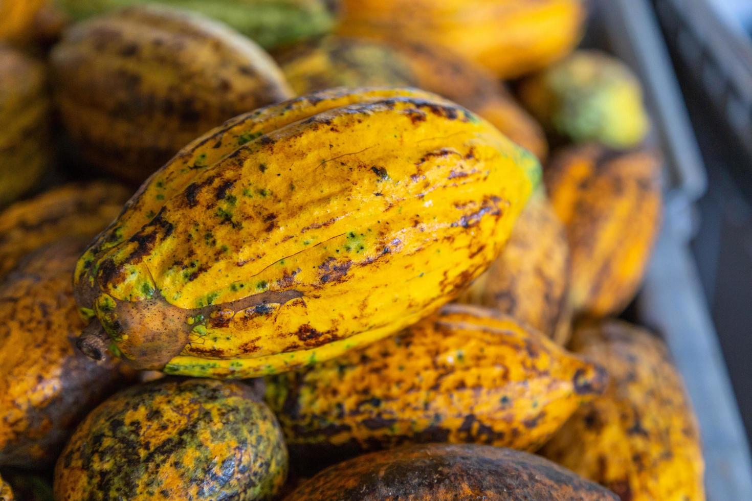 cacau e cápsulas de cacau em caixas para venda foto