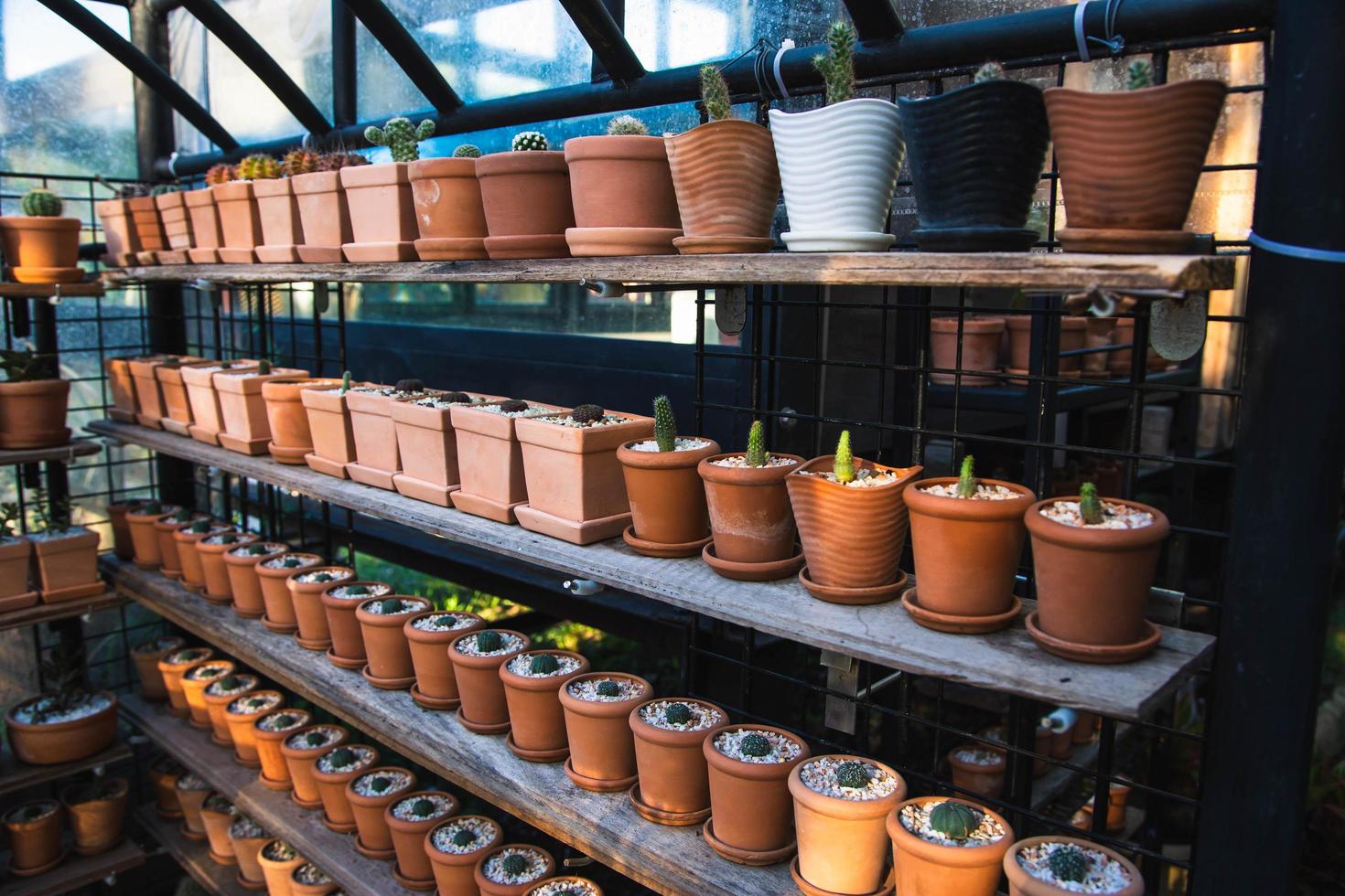 experimento para o cultivo de cactos na fazenda. foto