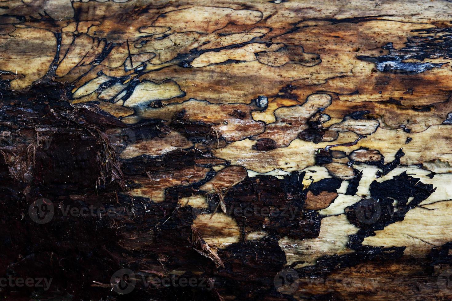 Madeira da casca da árvore da floresta com textura de tronco com pequenos buracos e rachaduras no fundo foto