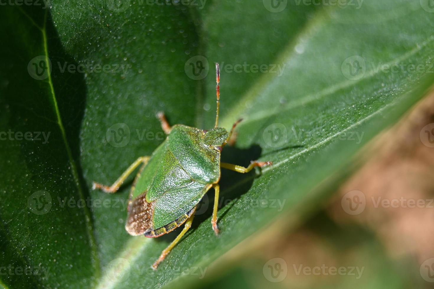 tio percevejo verde em um lençol foto